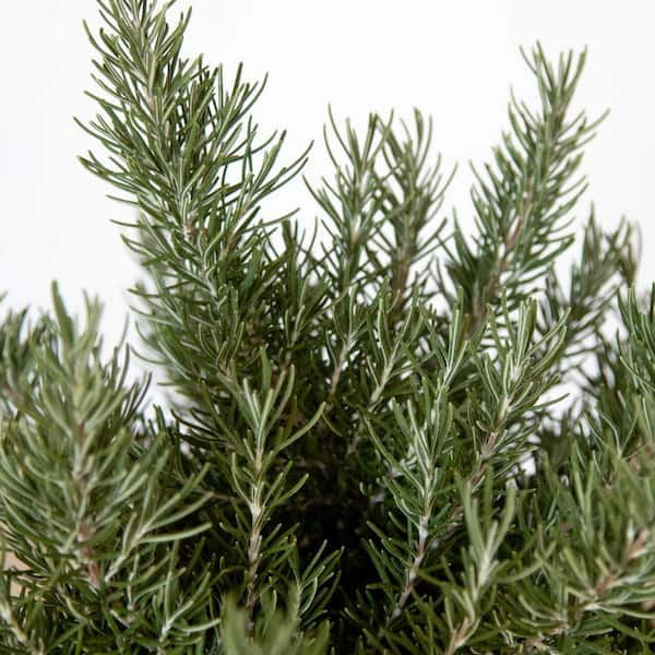 2.5 Qt. Chef's Choice Rosemary - Live Potted Herb Plants