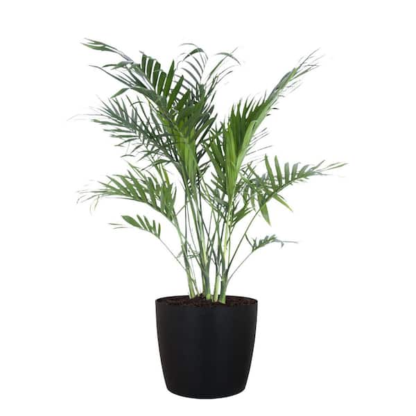 United Nursery Cat Palm Chamaedorea cataractarum Live Plant in 10 inch Premium Sustainable Ecopots Dark Grey Pot