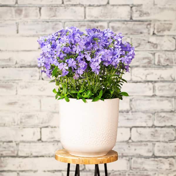 2.5 Qt. Blue Moon Phlox Divaricata Perennial Plant with Purple Flowers