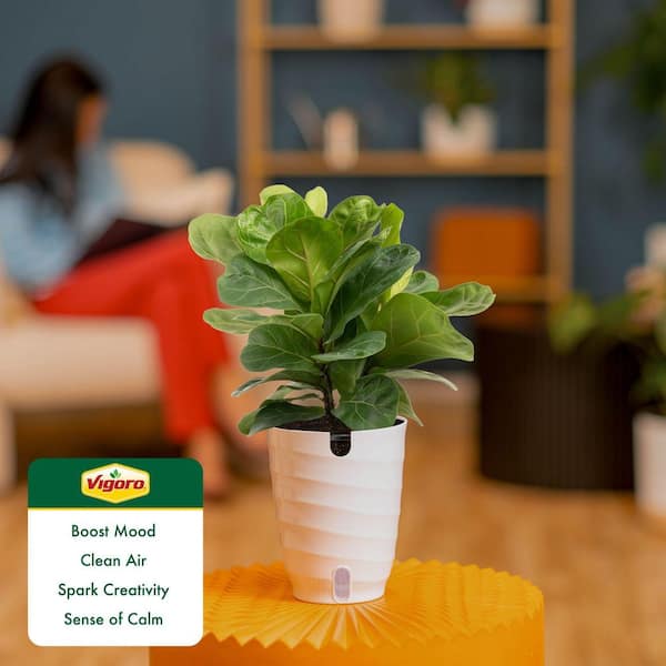 buy pineapple plant nz Red Pineapple in 10cm pot  Rasmussen Gardens