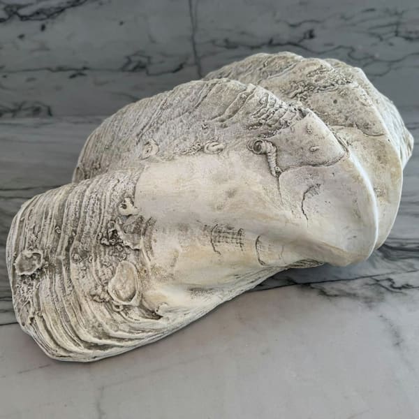 Large Clam Shell