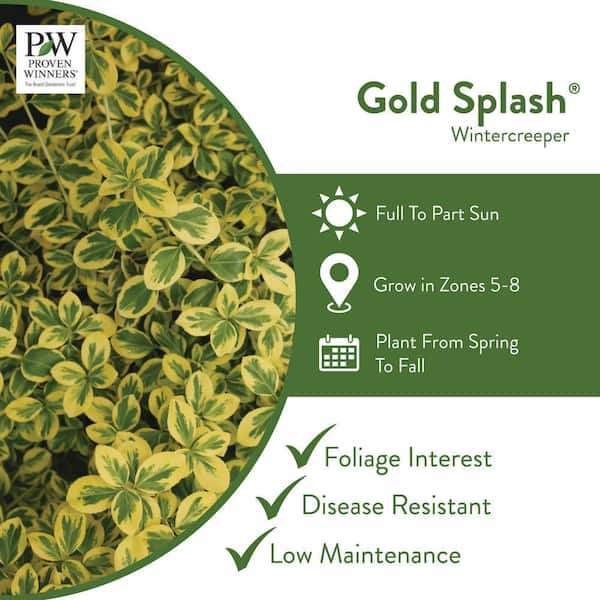 Evergreen - Euonymus - Outdoor Plants - The Home Depot
