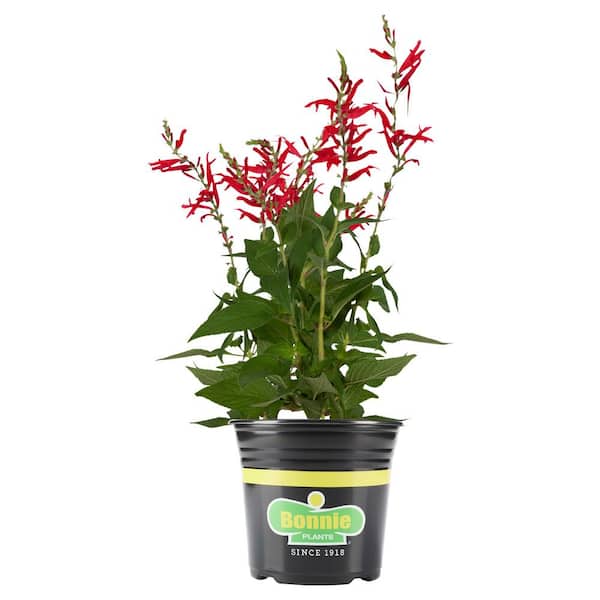 Bonnie Plants 2.32 qt. Pineapple Sage Plant