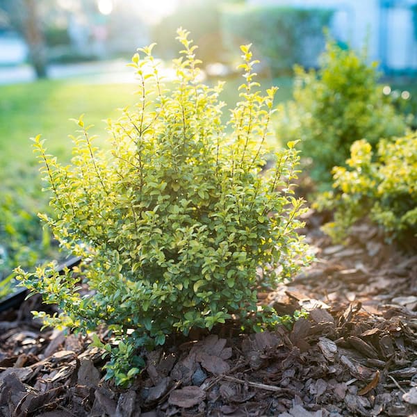 Perfect Plants Sunshine Ligustrum Shrub in 3 Gal. Grower's Pot HD-Sunshine- Ligustrum-3g - The Home Depot