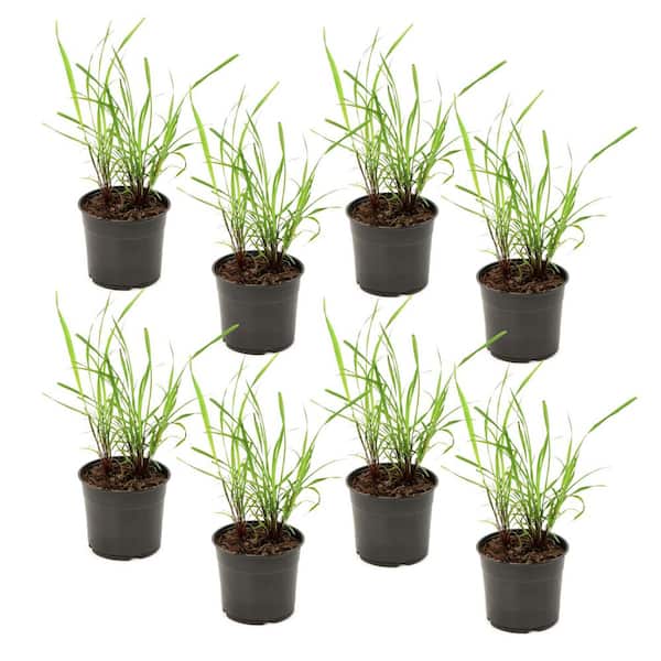 1 gal. Lemongrass Plant (8-Pack)