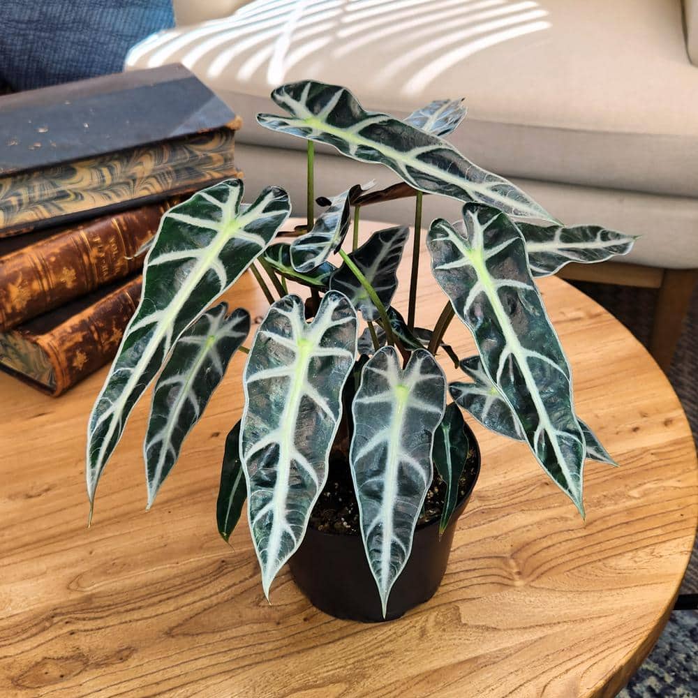 Alocasia Bambino Air Purifying Indoor Plant in Black Pot