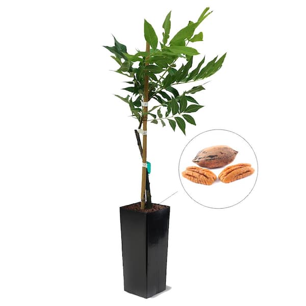 Unbranded Sumner Pecan Tree