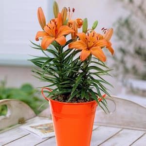 Patio Lily Orange Pixie with Orange Metal Planter and Growers Pot