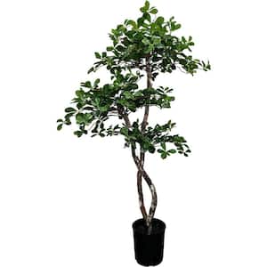 5 .5 ft. Green Artificial Italian Olive Leaf Tree