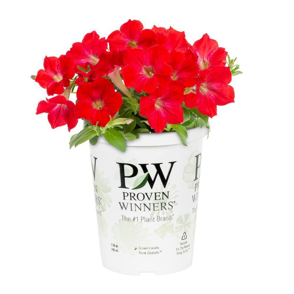 Metrolina Greenhouses Proven Winner Petunia Annual Plant (1.5-plant 