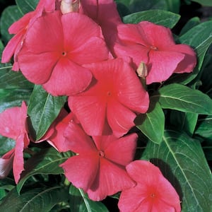 1.38 PT. Periwinkle Annual Plant with Red Flowers