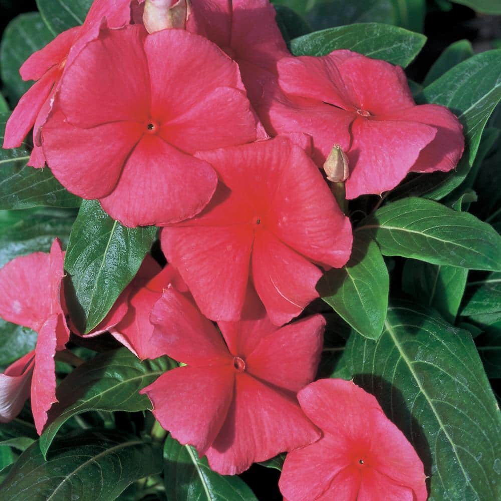 6 in. Red Periwinkle Plant 6629 - The Home Depot