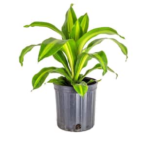 Dracaena Indoor Plant in 10 in. Black Grower Pot, Avg. Shipping Height 2-3 ft. Tall