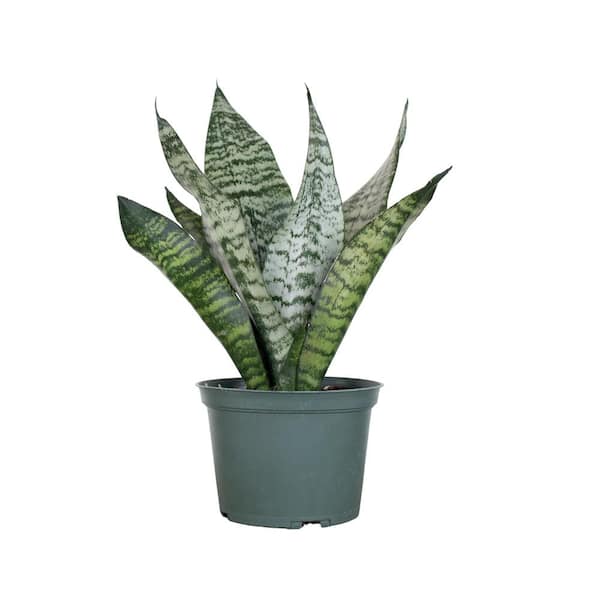 United Nursery Live Sansevieria Zeylanica Indoor Snake Plant Shipped in 6 in. Grower Pot