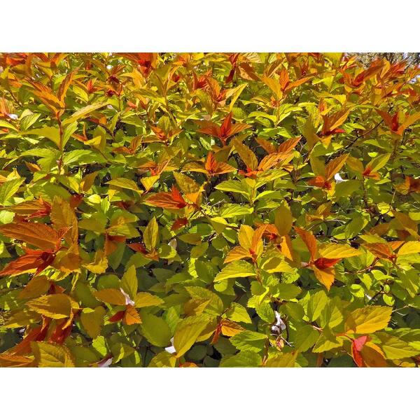 Online Orchards 1 Gal Goldflame Spirea Shrub Neon Yellow Foliage Clashes Beautifully Against Bright Red Flowers Sbsp001