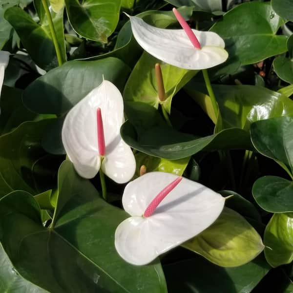 Lace Leaf White Heart Anthurium Plant in 6 in. Grower Container
