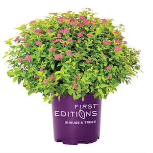 2 Gal. Little Spark Spirea Shrub with Pink Blooms