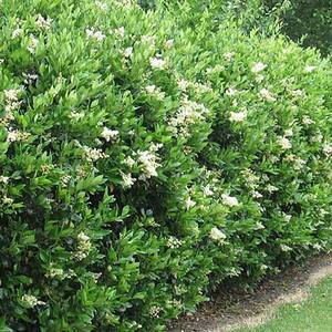 2.25 Gal. Ligustrum Recurvifolium Privet Shrub