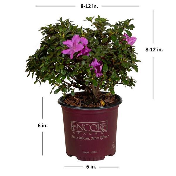 ENCORE AZALEA 1 Gal. Autumn Lilac Azalea Shrub with Reblooming