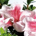 3 Gal. Autumn Chiffon Shrub with Bicolor White and Magenta Pink Reblooming Flowers
