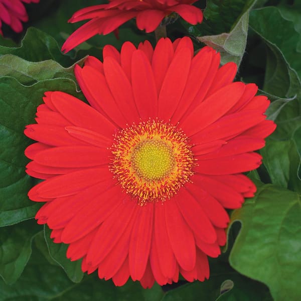 Vigoro 1.5 Pint Gerbera Daisy ColorBloom Cherry Light Eye Red Annual Plant