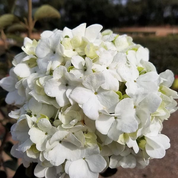 2.5 qt. Chinese Snowball Viburnum Shrub, Live Deciduous Plant, White Hydrangea-Like Bloom Clusters