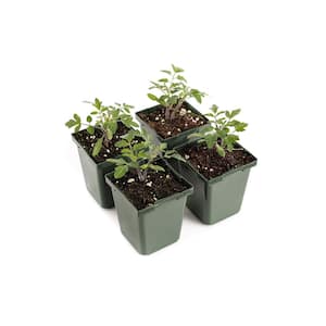 4 in. Red Cherry Tomato Plant (4-Pack)