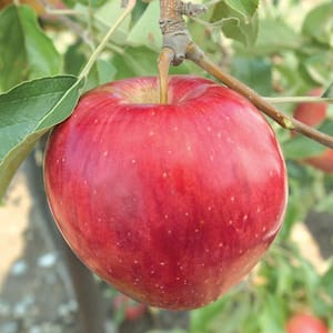 Jonathan Standard Red Apple Potted Fruit Tree (1-Pack)
