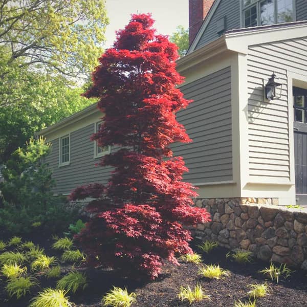5 gal. Twombly's Red Sentinel Columnar Japanese Red Maple