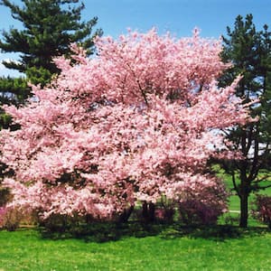 5 Gal. Accolade Cherry Flowering Deciduous Tree with Pink Flowers