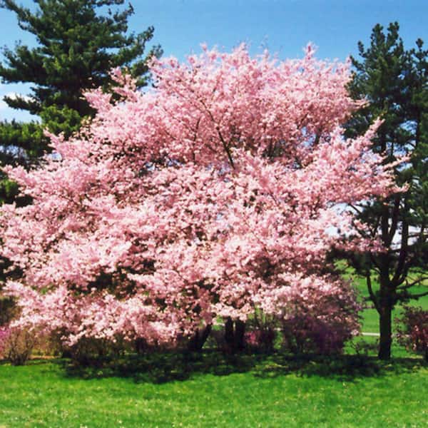 Unbranded 5 Gal. Accolade Cherry Flowering Deciduous Tree with Pink Flowers