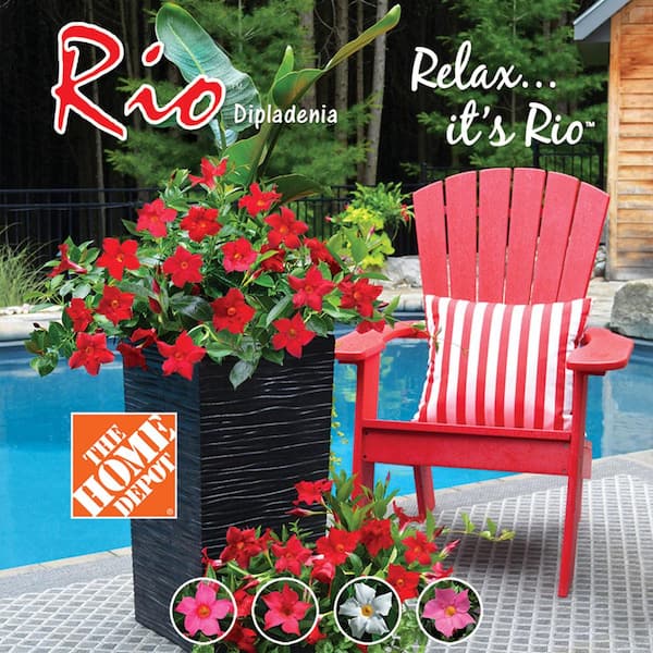 Rio 1.75 Gal. (#12)Hanging Basket Dipladenia Flowering Annual