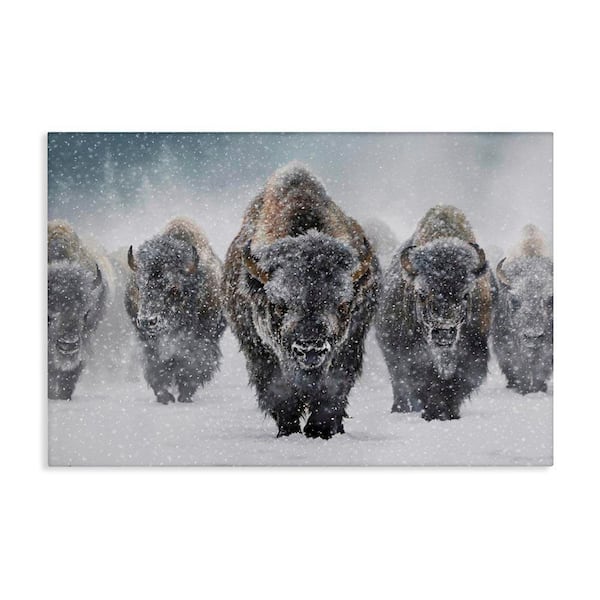 Indomitable Bison in Snow by Mark Kelso Unframed Graphic Art Print Animal 20 in. x 30 in.
