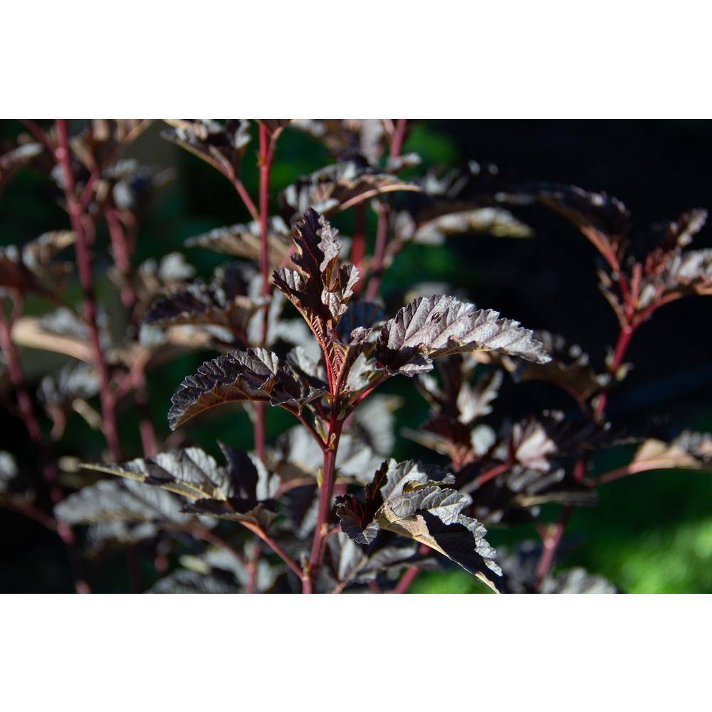 2 Gallon Panther Ninebark Shrub with Pink Flowers