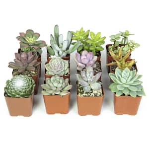 5 Gal. Green Live Succulents Plants Live Houseplants with Nursery Pots (12-Pack)
