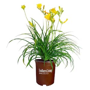 1 Gal. Evergreen Stella Daylily with Large Yellow Flowers