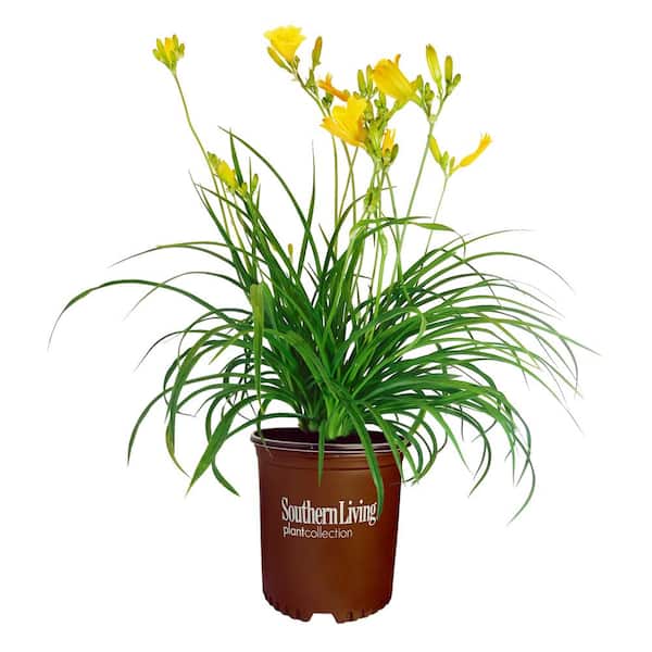 SOUTHERN LIVING 1 Gal. Evergreen Stella Daylily with Large Yellow Flowers