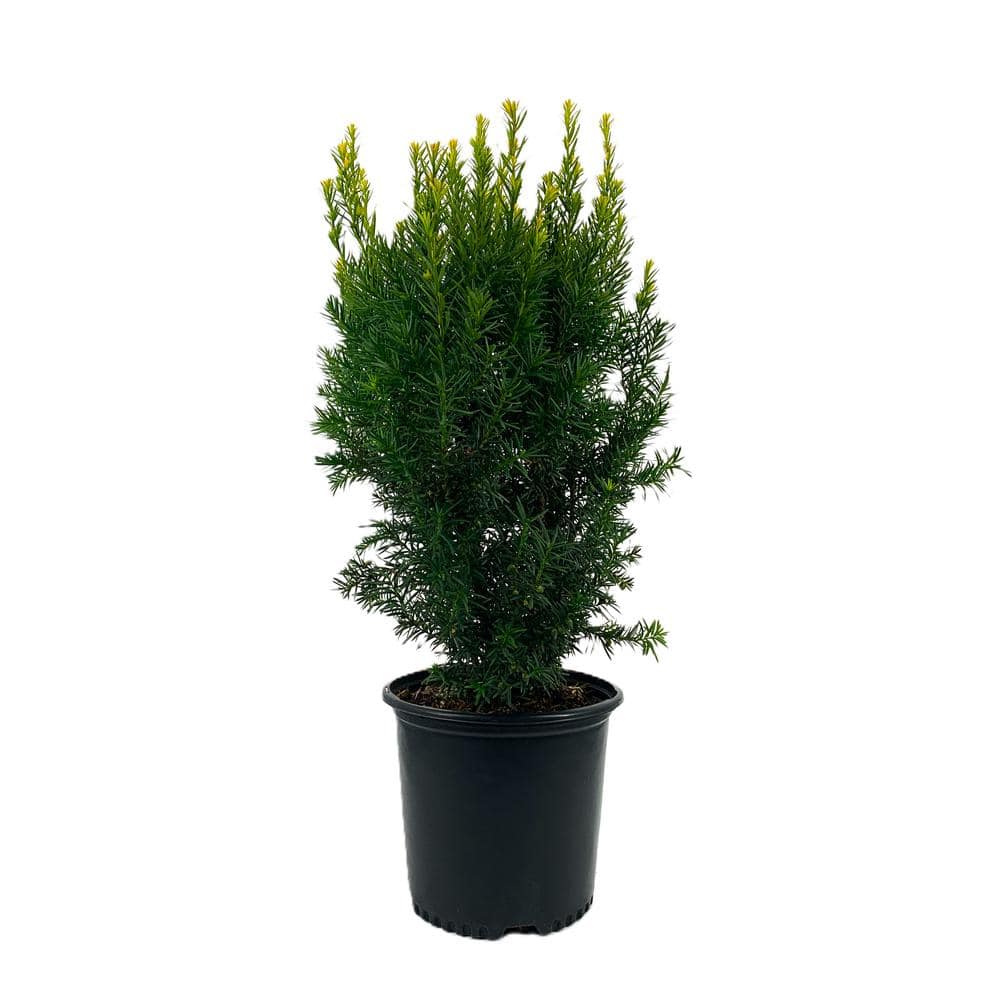 2.25 Gal. Hicks Yew Taxus x Media Hicksii Live Evergreen Shrub (1 each)