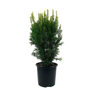 2.25 Gal. Hicks Yew Taxus x Media 'Hicksii' Live Evergreen Shrub (1 each)