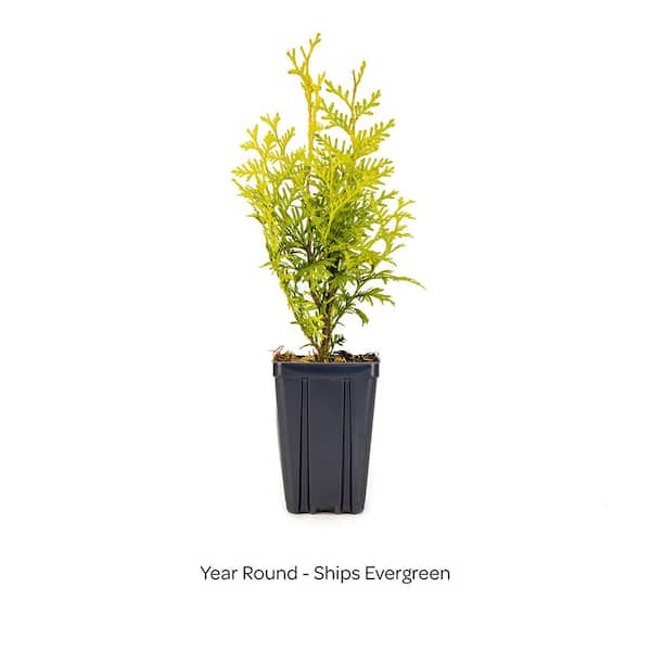 BLOOMIN' EASY Jumbo Pint Private Jet Abrovitae (Thuja) Live Shrub