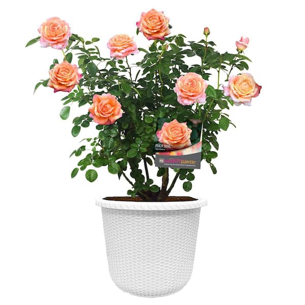 2 Gal. Peach Swirl Rose with Variegated Peach Flowers in Decorative Container