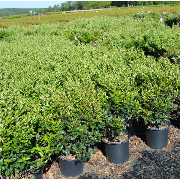 2.5 Gal. Recurve Ligustrum Evergreen Privet Shrub, Dark Green Foliage