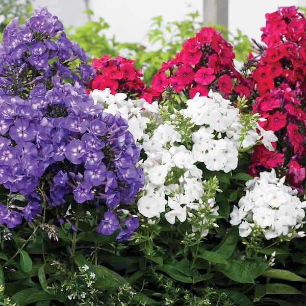 VAN ZYVERDEN Van Zyverden Tall Phlox Patriotic Festival Blend 5-Plant Roots