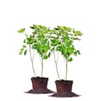 #3 Brown Turkey Fig (2-Pack)