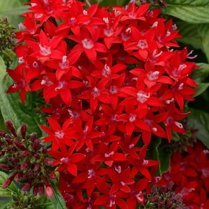 4 in. Lucky Star Red Pentas Plant (4-Piece)