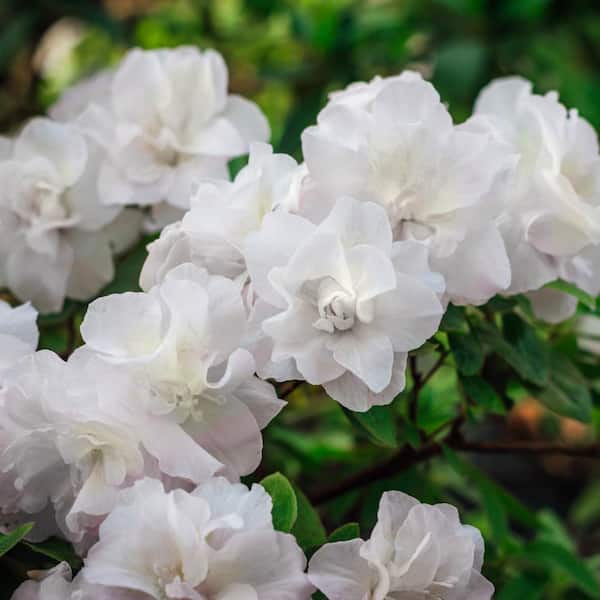 national PLANT NETWORK 2.5 qt. Azalea Hardy Gardenia Flowering Shrub with White Blooms