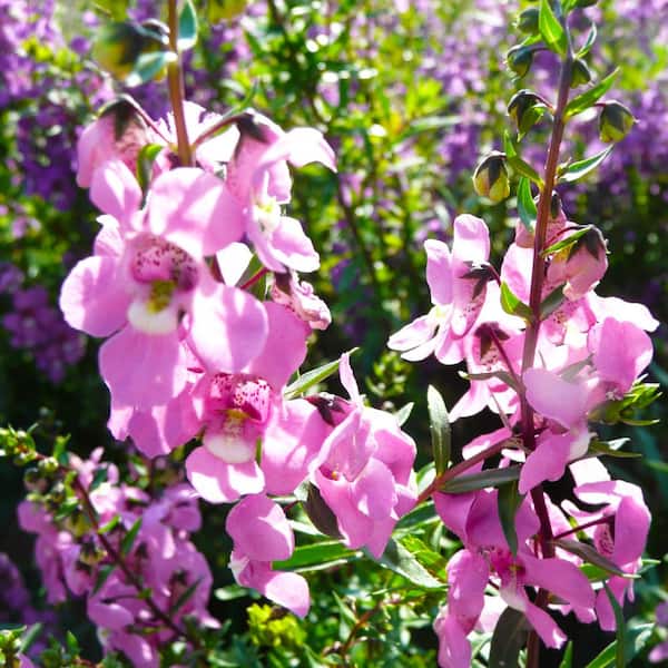 4.5 in. Angelonia Plant with Assorted Flowers