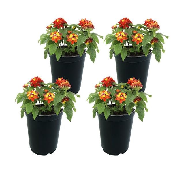1 Qt. Lantana Dallas Red Plant Collection (4-Pack)