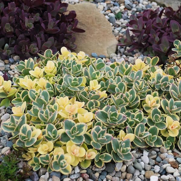 national PLANT NETWORK 4 in. Sedum Lime Twister Perennial Plant (3
