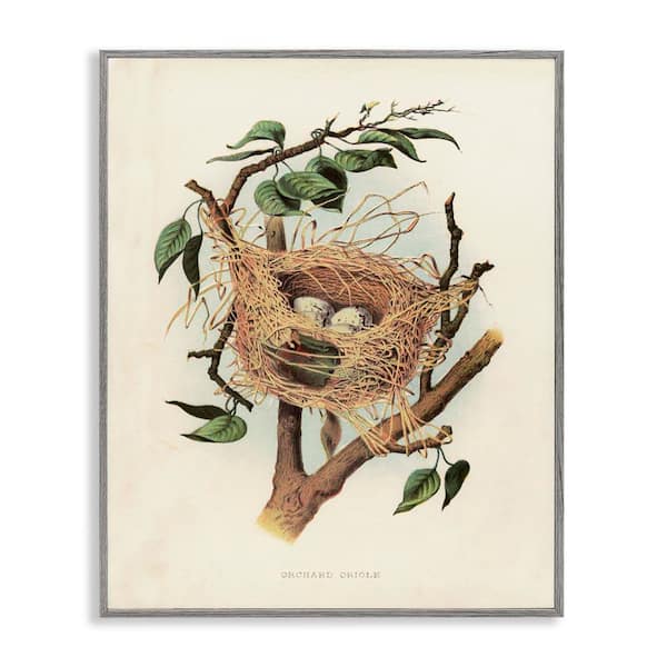 Eggs in Birdnest Study by Tina Higgins Designs, Inc. Gray Framed Nature Giclee Art Print 20 in. x 16 in.